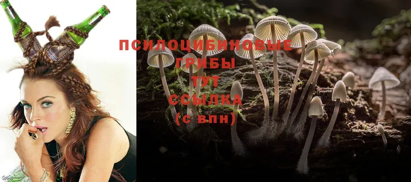 Галлюциногенные грибы Psilocybe  как найти закладки  даркнет наркотические препараты  Змеиногорск 